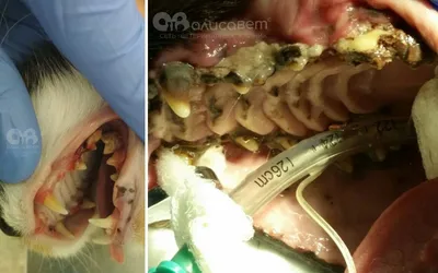 Ультразвуковая чистка зубов животным без анестезии - почему ТАК нельзя |  Пикабу