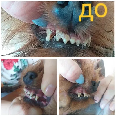Если у собаки выпадают зубы, что делать