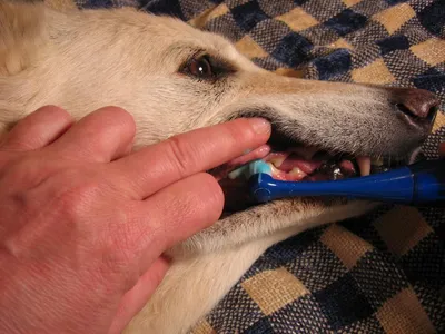Здравствуйте Собака (корги) на НП 2 месяца. Жуткий камень на зубах. Что  давать погрызть,.. | ВКонтакте