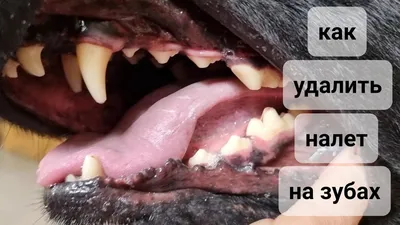 Гель для ухода и лечения зубов, десен для собак и кошек. Средство от  зубного налета и зубного камня для животных - купить с доставкой по  выгодным ценам в интернет-магазине OZON (658772544)