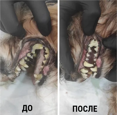 Удаление зубного камня у собак | Цены на удаление зубного камня - ЗооПорт
