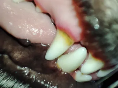 Опасен ли зубной камень для собак | For Pet | Дзен