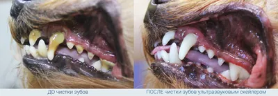 Чистка зубов собаке и кошке удаление камня