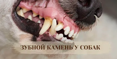 Ветеринарная стоматология в Новосибирске от центра | ЕВРОВЕТ