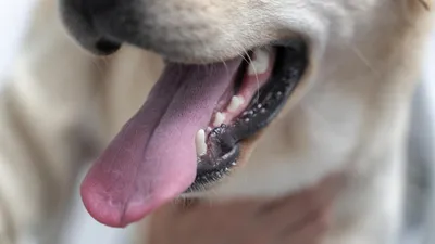 Гель для чистки зубов собак/кошек стоматологический от камня - купить с  доставкой по выгодным ценам в интернет-магазине OZON (317567354)