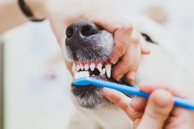 Опасен ли зубной камень для собак | For Pet | Дзен