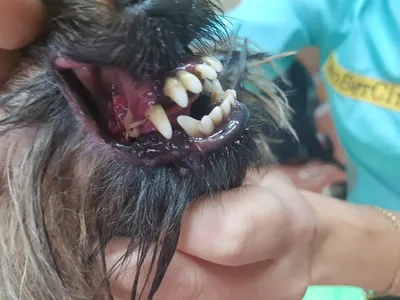 Почему нужно чистить зубы собаке