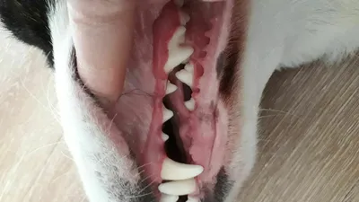 Tropiclean Clean Teeth Gel 118 мл гель для удаление зубного камня у собак  (срок до 08.2024 г): купить по лучшей цене в Украине. средства для гигиены  животных от \"ZooVet - інтернет зоомагазин