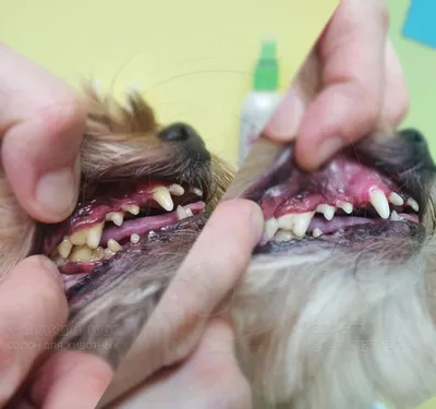 Инструмент для удаления зубного камня у собак – купить по низким ценам в  интернет-магазине Joom