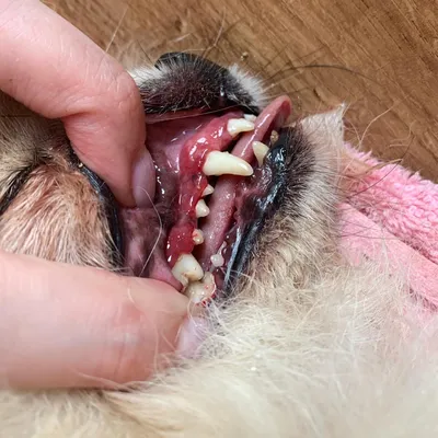 Как ухаживать за зубами собаки и средства для ухода — Estee Veronas  Питомник Кавалер Кинг Чарльз Спаниелей