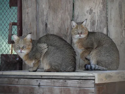 Содержание камышового кота дома | Мир домашних животных | Дзен