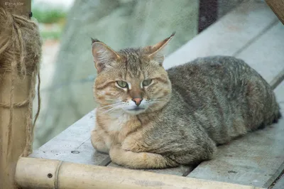 Содержание камышового кота дома | Мир домашних животных | Дзен