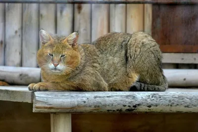 Лесной кот — Википедия