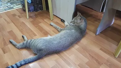 Камышовый кот дома - YouTube