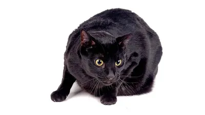 Камышовый кот, или хаус, или камышовая кошка, или болотная рысь (лат. Felis  chaus) — хищное млекопитающее из семейства кошачьих. Камышовый кот  крупнее... | By Бездомные кошки ищут дом | Facebook