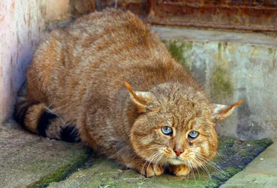 Найден камышовый кот (Центр, Екатеринбург) | Pet911.ru