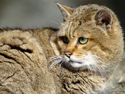 Камышовый кот - хаус: где обитает болотная рысь, описание породы, фото, цена