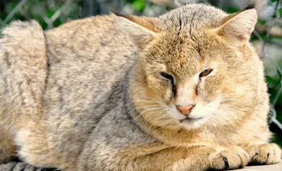 Дикие кошки: Камышовый кот (Felis chaus) » uCrazy.ru - Источник Хорошего  Настроения