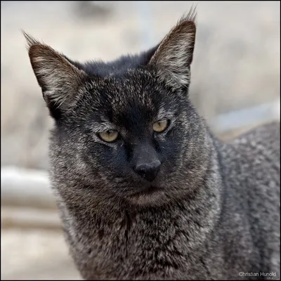 Камышовый кот (хаус, камышовая кошка или болотная рысь) | Пикабу