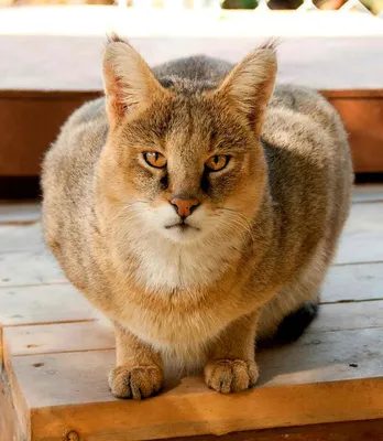 Почему камышовый кот плохой домашний питомец? | PetZona - канал о животных  | Дзен