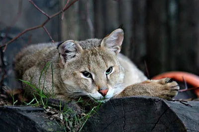 Камышовый кот, или хаус, или камышовая кошка, или болотная рысь |  zoo-ekzo.ru - Экзотические животные