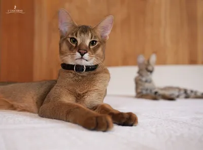 Чем камышовый кот отличается от домашнего кота: 10 различий в физиологии и  характере | Приключения натуралиста | Дзен