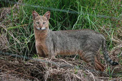 Камышовый кот: 7 особенностей болотной рыси | Пикабу