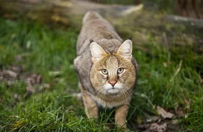 Камышовый кот (Животный мир Дагестана) · iNaturalist