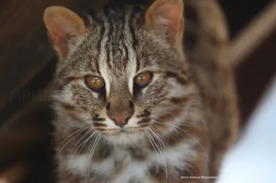 Камышовый кот хищное млекопитающее, …» — создано в Шедевруме