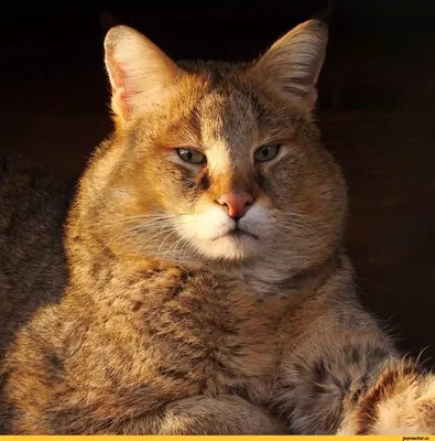 Камышовый кот-меланист Вульф ведёт себя дико 😼 - YouTube