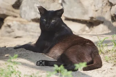 На Ставрополье под угрозой исчезновения оказался кавказский камышовый кот