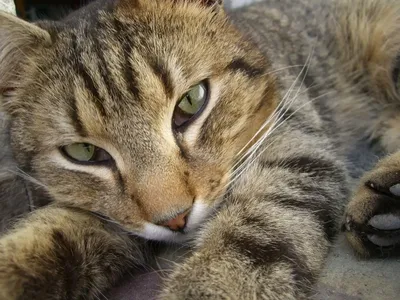 Камышовый кот - ЯПлакалъ