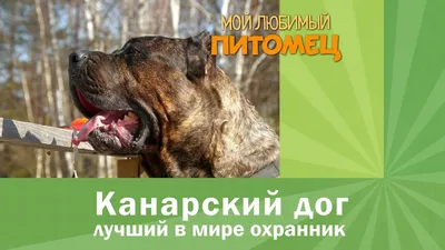 Канарский дог (Дого канарио) - «Удивительная собака особенной породы для  особенных людей (много фото и текста)» | отзывы