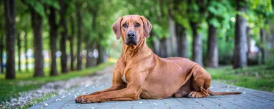 Искусанный собаками читинец отсудил у их владельца компенсацию 23 августа  2022 г. - 23 августа 2022 - chita.ru