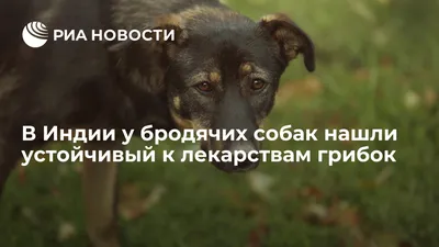 JF: в Индии у бездомных собак обнаружили смертельный для человека грибок -  Российская газета