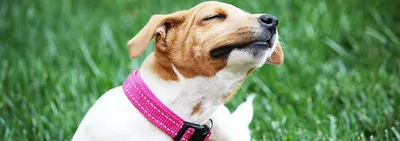 Что за опасный для людей грибок нашли в ушах у собак? | Аргументы и факты –  aif.ru | Дзен