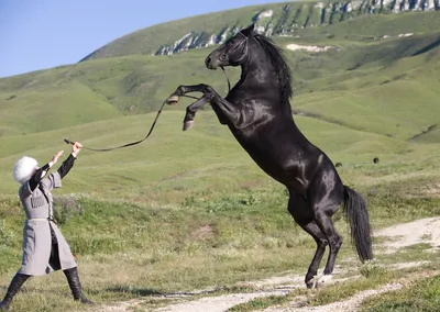 Карачаевская порода лошадей фото фотографии