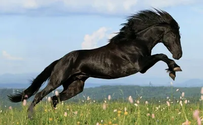 Карачаевскую лошадь сравнят по генотипу со скакунами сарматов - Российская  газета