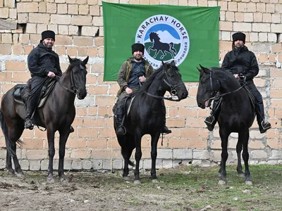 Category:Karachai horse - Wikimedia Commons