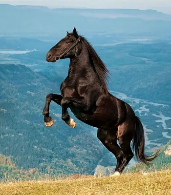 В Карачаево-Черкессии прошла выставка карачаевской породы лошадей