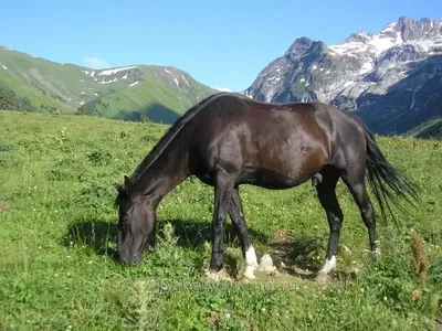 Карачаевская лошадь - 75 фото