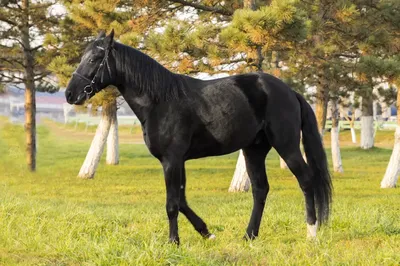 Карачаевская порода лошадей: описание, характеристика, содержание,  продуктивность