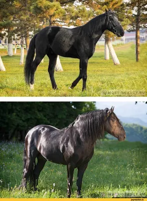 Карачаевская лошадь - 89 фото