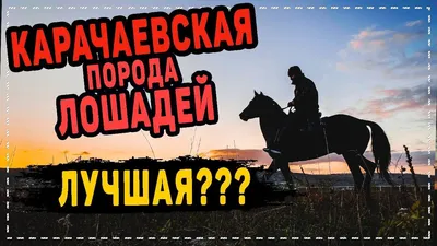 Карачаевская порода лошадей: описание, характеристика, содержание,  продуктивность
