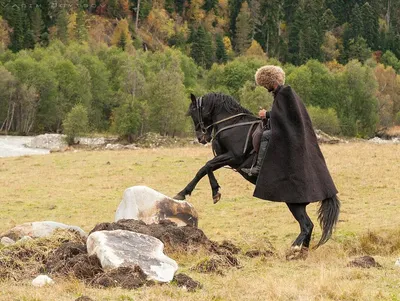 Карачаевская порода лошадей - особенности породы, характеристики
