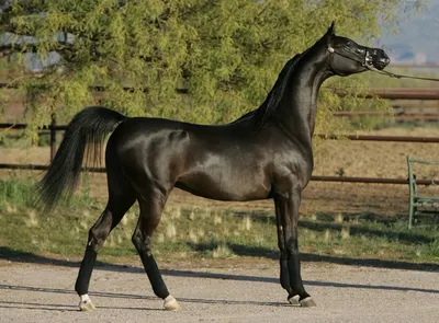 Породы: Карачаевская лошадь (верхово-упряжная) - О лошадях | КОНОВОД
