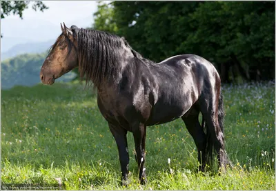 Карачаевская лошадь - красивые фото
