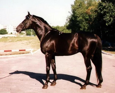 Карачаевская порода лошадей - история породы и особенности содержания