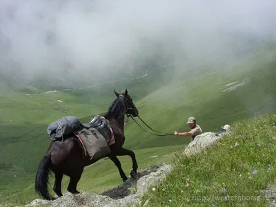 Карачаевская лошадь :: Леонид Сергиенко – Социальная сеть ФотоКто