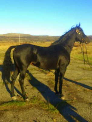 Карачаевская порода коняг | Лошади Amino•[RUS]• Amino